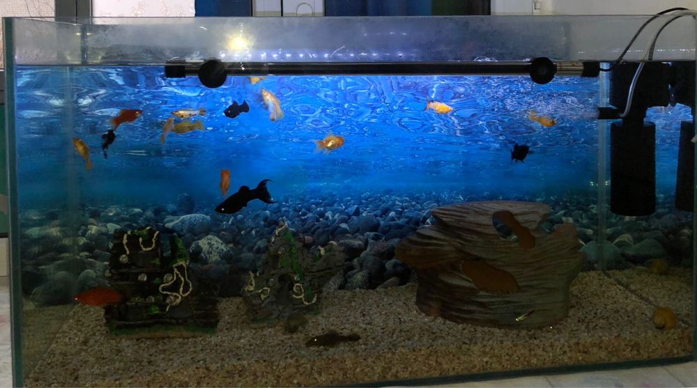 Аквариум с рыбками и аксессуарами