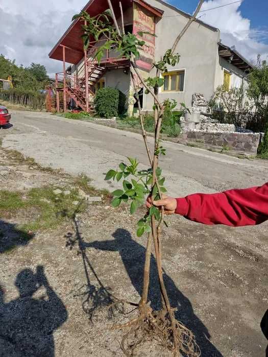 Pomi fructiferi. Paulownia inradacinati, calitate extra.transport RO