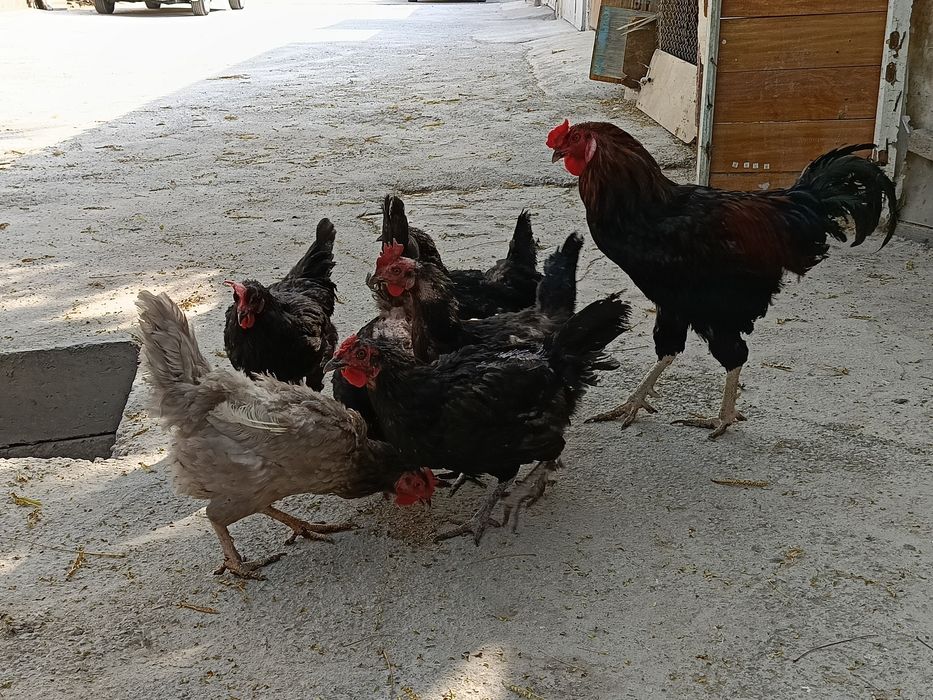 Tovuqlar sotiladi