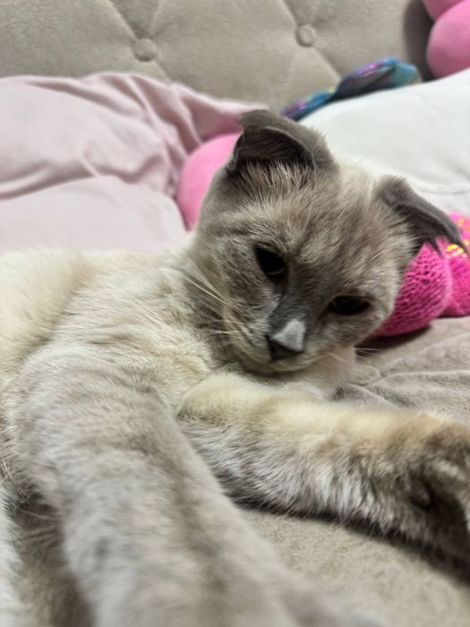 Котят девочка 7 месяца Reddoll+Scottish Fold