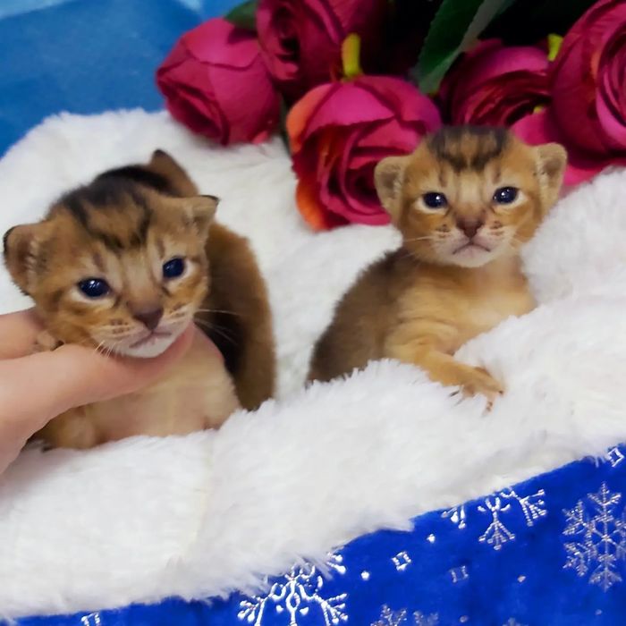 "Пумята". Абиссинские котята ! НА Январь