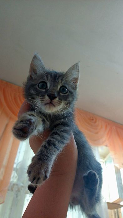 отдам котят в заботливые руки