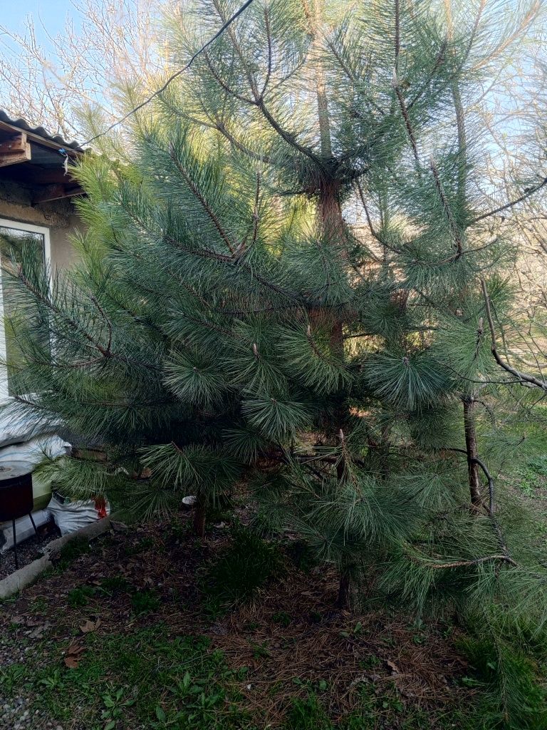 SASNA 2,5-3m 30TUP