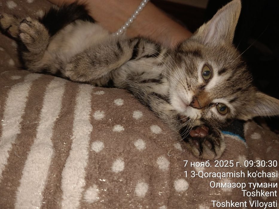 Котята  2 месяца