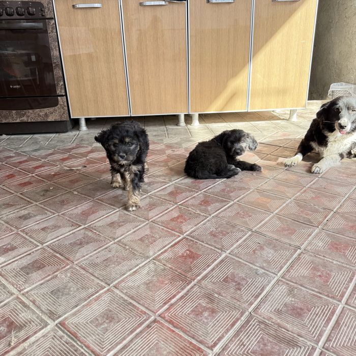 Отдам щенят в добрые руки