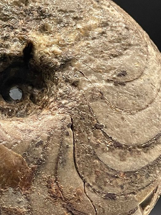 Фосил Гигантски Гониатит (104 мм): Неполиран, естествен екземпляр