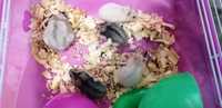 Vând hamsteri siberiene pereche
