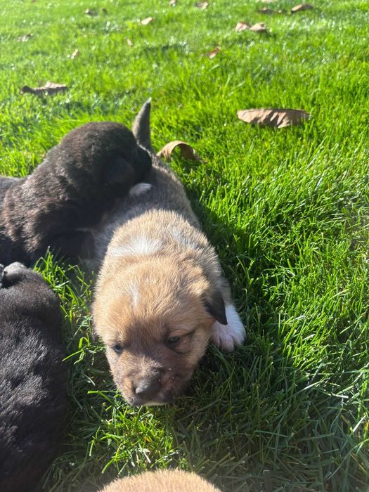 Ofer spre adoptie 7 catelusi super simpatici