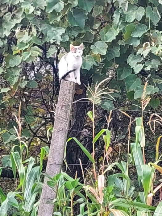 Donez pisica de 4 luni. Cuminte și frumoasa. Trăiește și în natura și