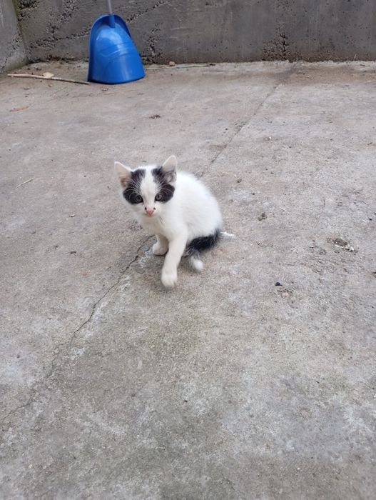 Подаряват се малки котета