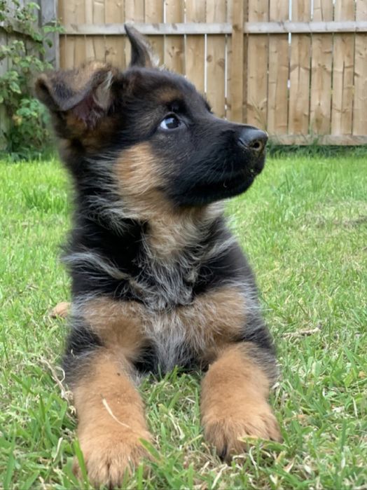 Fetita ciobanesc german