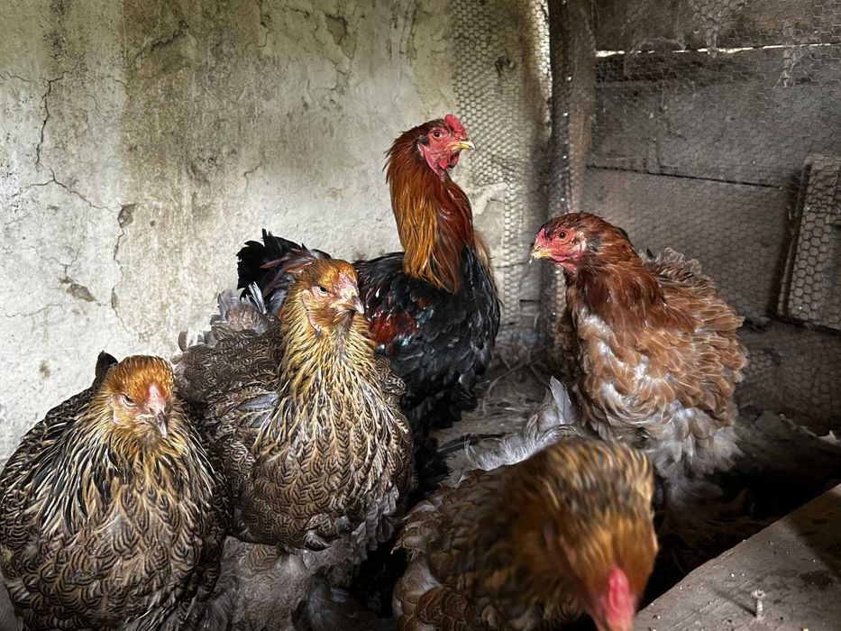 Продавам кокошки брами