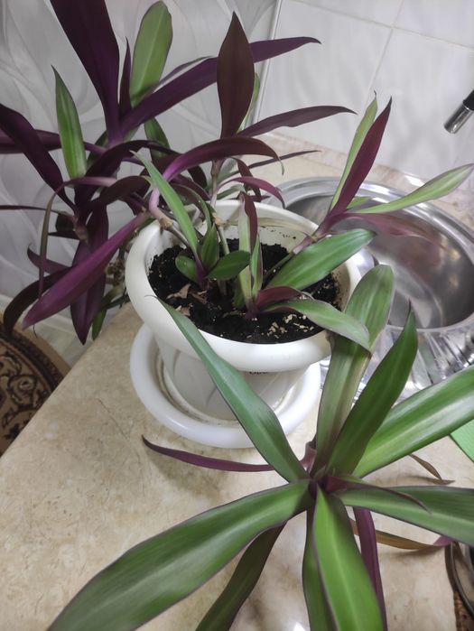 Цветок комнатный