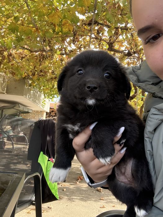 Подаряват се кученца