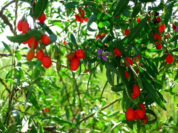 Seminte cu factura// Aronia/Paulownia/Goji///