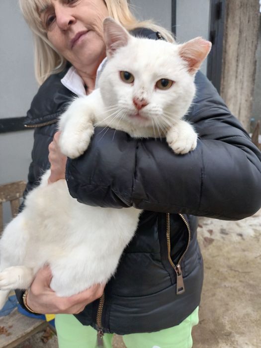 Подарява се котенце