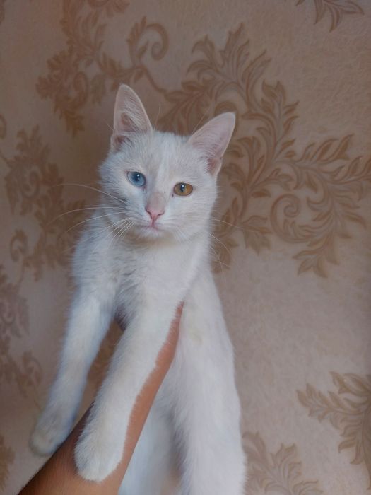 Arzonga zotli  Mushu sotiladii