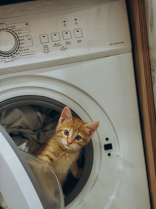 Котенок  Теффи бесплатно отдам
