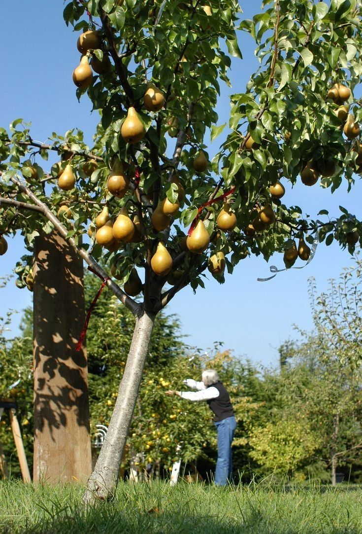 Pomi Pitici Dwarf ( Păr )