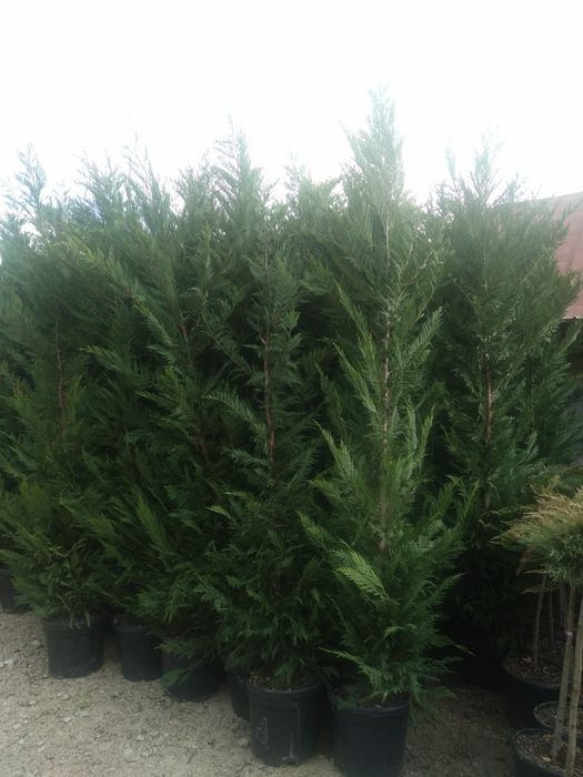 Leylandii chiparos