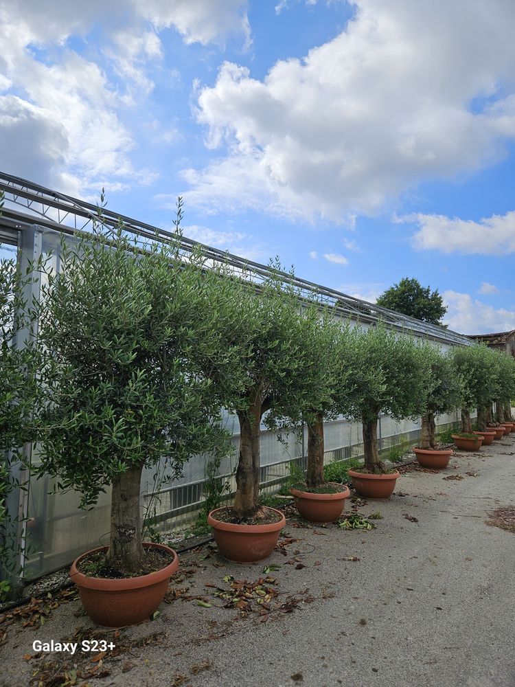 Vindem maslini seculari/bonsai