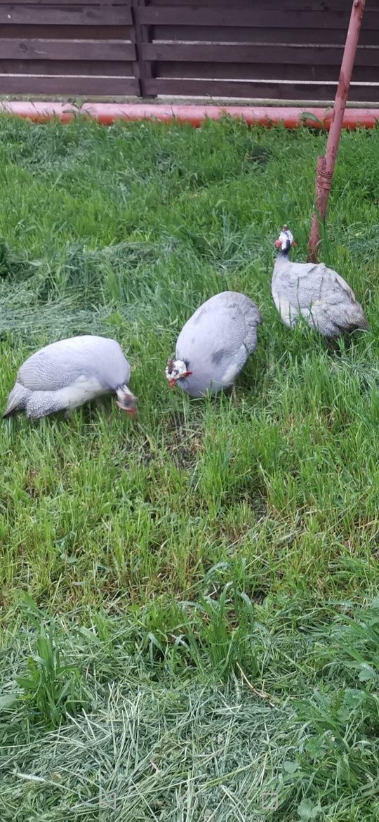 Familie bibilici