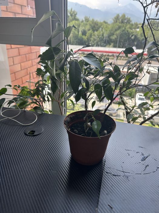 Фикус бенжамина, комнатные растения