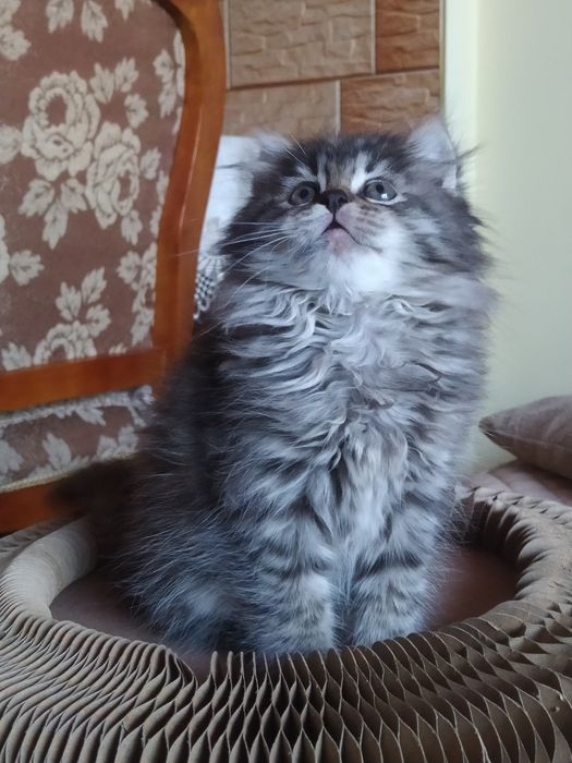 Сибирская малышка