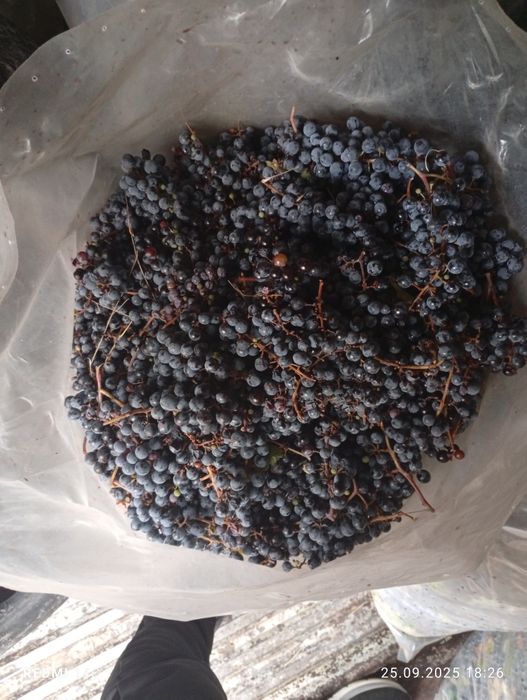 Продавам грозде мерло за вино и ракия