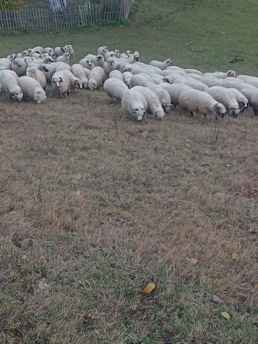100 de oi țurcane  tinere .