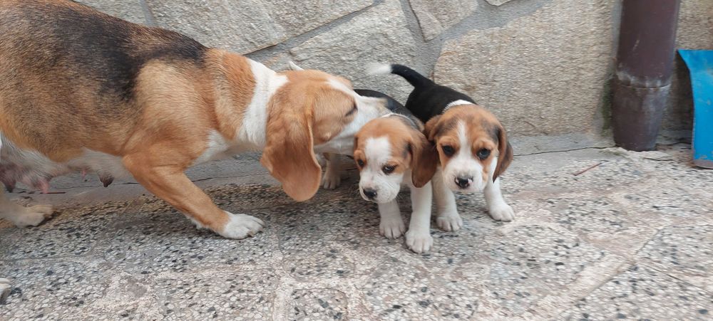 Бигъл малки кучета