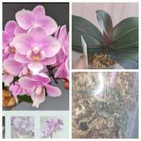 Продам сортовую орхидею (арома)