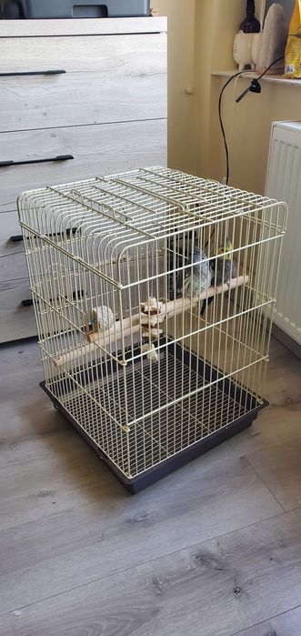 Vând pereche papagali Nimfe