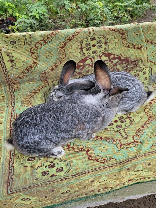 Femele uriaș german chinchilla