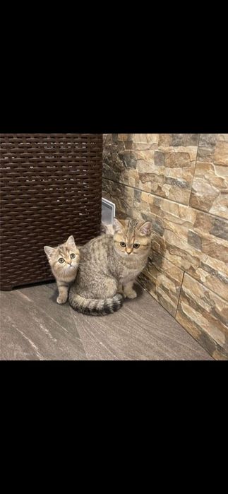 British shorthair băiețel