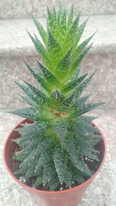 Замиокулкас/Ешеверия/Хавортия/Сансевиера/Красула/Лудизия/Амарилис