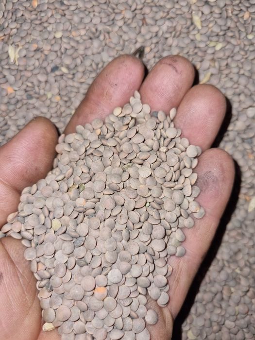 Чечевица красная.