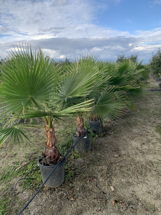Palmier Washingtonia Robusta