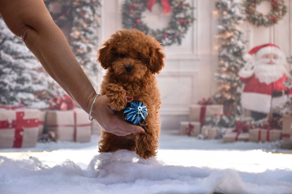 Той пудел (Toy poodle)