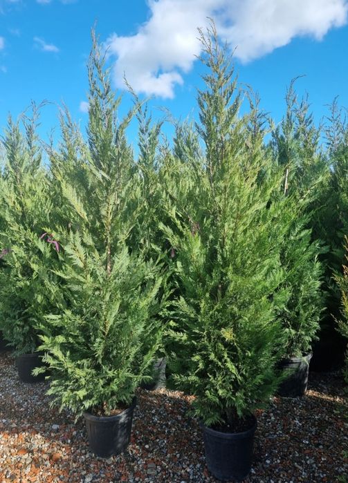 Vand leylandii ( tuia ) în ghiveci pentru gard viu etc