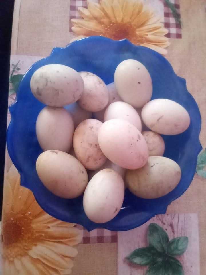 Ouă de rață alergătoare