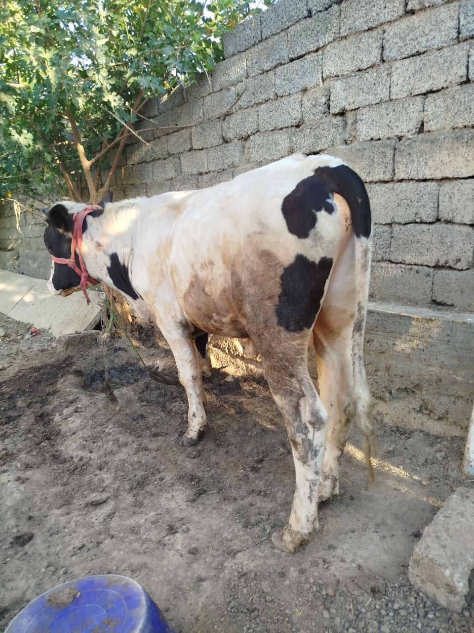 Buqalar sotiladi