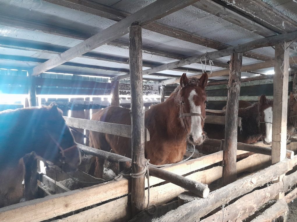Продам откормленных лошадей (четырёх летки) по 700 тысяч за голову