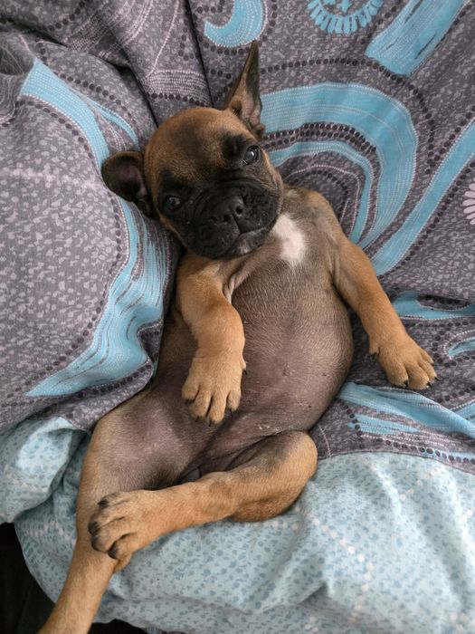 Catelusa bulldog francez