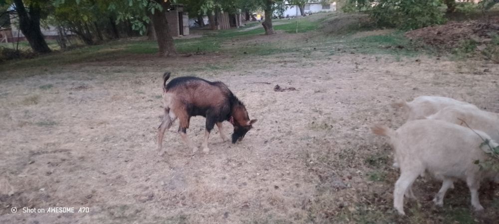 Занинское Козлов Ешкілер сатылады обмен бар сүтті