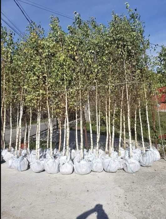 Gama Completă de Plante Foioase – Mesteacan