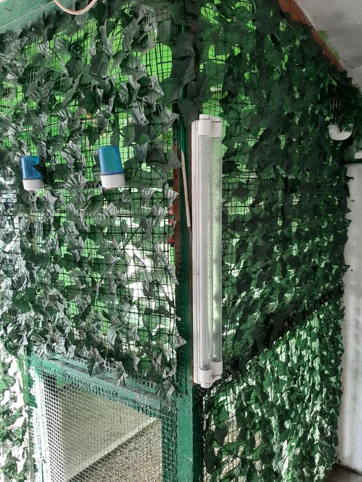 Canari femele rasa ORPHEUS