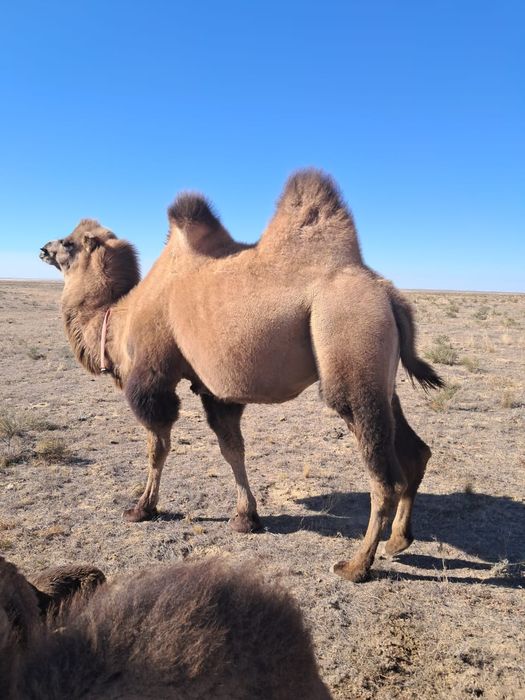 5 жасар  Түйе.Атан сатылады 950000тг