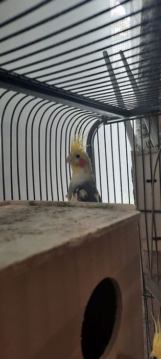 Papagali Nimfe 2 perechi