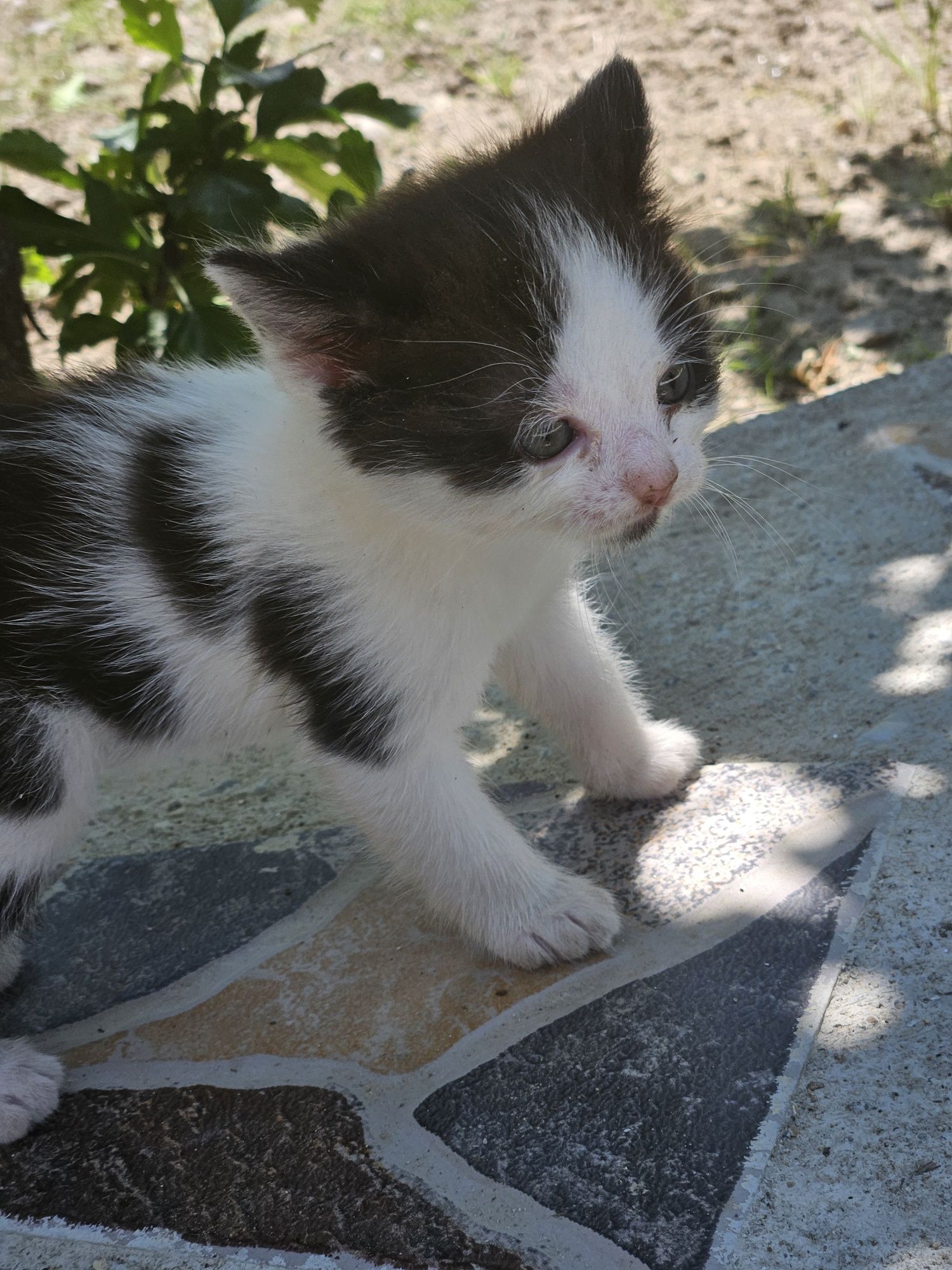 Dau spre adopție două pisici jucăușe